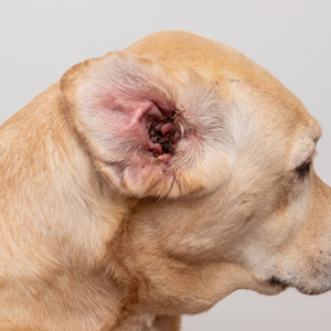 Ear Irritation & Head Shaking