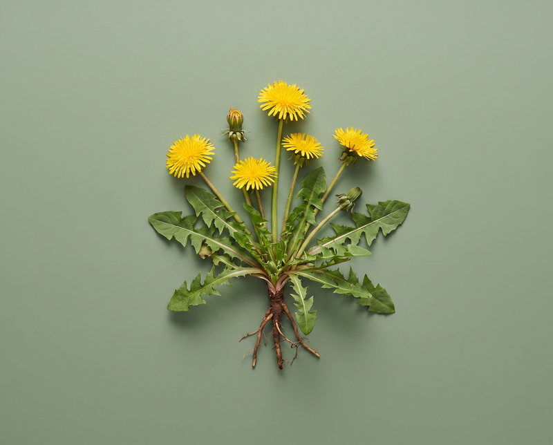 Dandelion