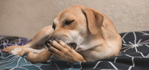 Paw Licking & Chewing
