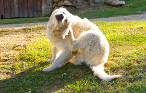 Itchy Skin & Scratching